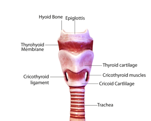 The Silent Thyroid Epidemic: Thyroid Dysfunction Explained in 2024