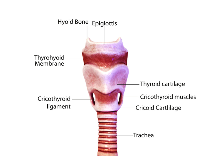 The Silent Thyroid Epidemic: Thyroid Dysfunction Explained in 2024