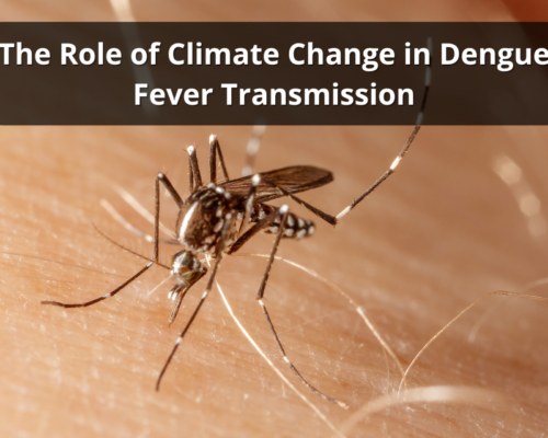 The Role of Climate Change in Dengue Fever Transmission