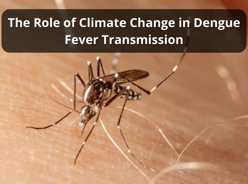 The Role of Climate Change in Dengue Fever Transmission